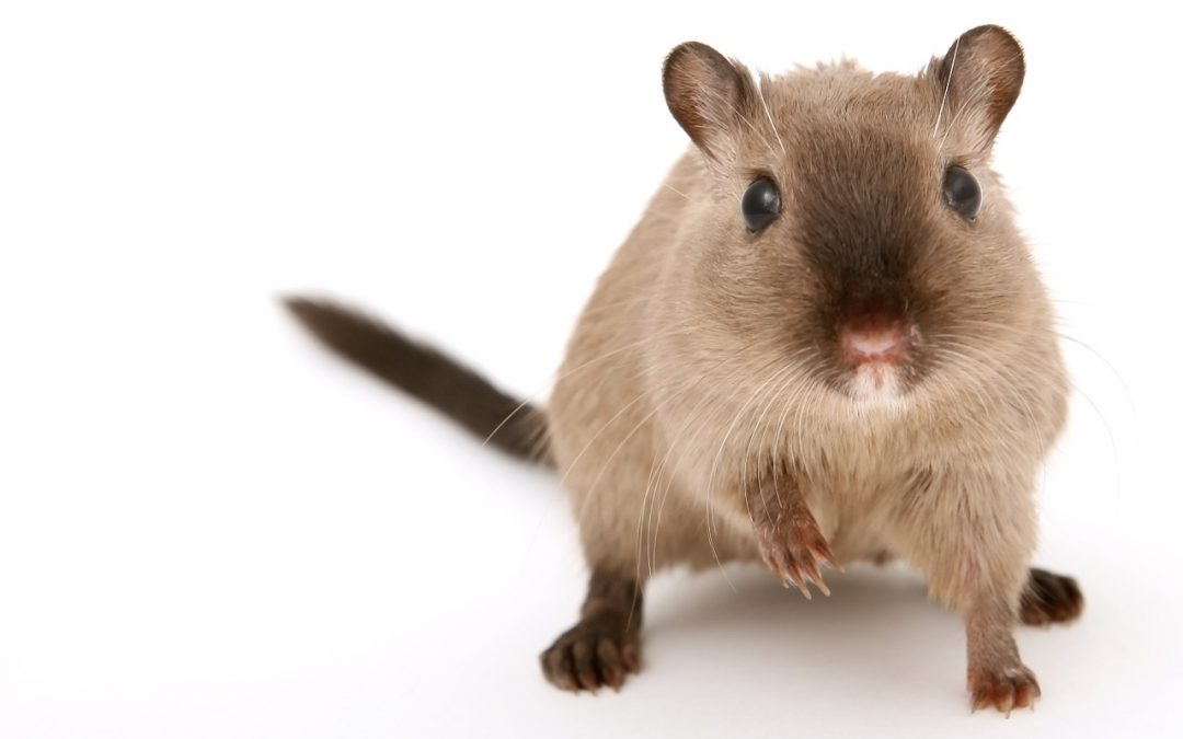 Servicio de desratización: las enfermedades que pueden contagiarnos las ratas